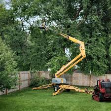 Best Tree Disease Treatment  in Buda, TX