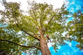 Best Hazardous Tree Removal  in Buda, TX