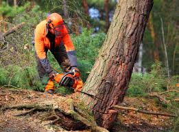 Best Tree Removal  in Buda, TX