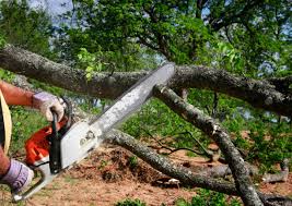 Best Tree Preservation Services  in Buda, TX