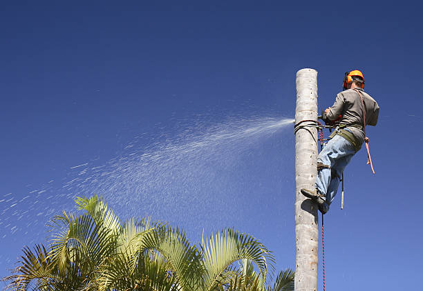 Best Leaf Removal  in Buda, TX