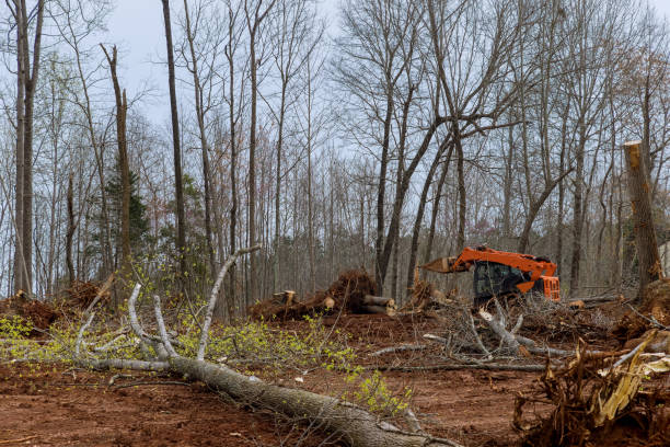 How Our Tree Care Process Works  in  Buda, TX