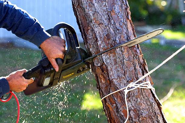 Best Emergency Tree Removal  in Buda, TX