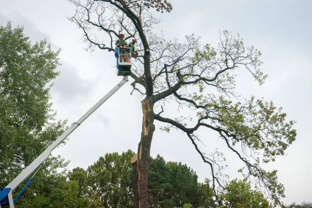 Professional Tree Services in Buda, TX