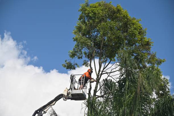 Best Utility Line Clearance  in Buda, TX