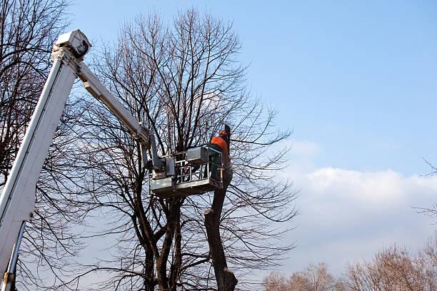 Best Arborist Consultation Services  in Buda, TX